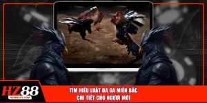 Tìm hiẻu luật đá gà miền bắc chi tiết cho người mới